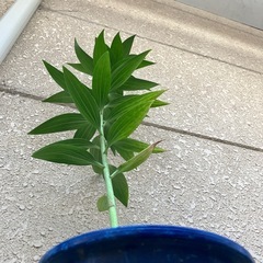 植木⑨の画像