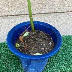 植木⑨の画像