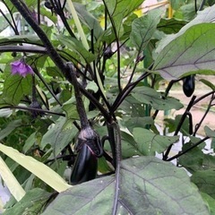 小玉スイカと夏野菜のセットの画像