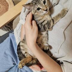 キジトラ🍀3ヶ月メス