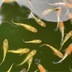 ランキングキーワードに紐づく投稿画像-メダカ