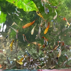 お取引決まりました。🐠国産ミックスグッピー　幼魚〜成魚　50匹🐠8／30（土）12時〜17時の画像