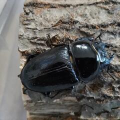 奈良輪川西オオクワガタ 新成虫 3匹セット④の画像