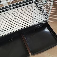 （受け渡し決定）ウサギ、モルモットゲージの画像