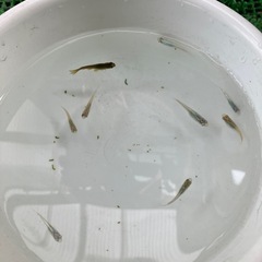 【取引者決定済】メダカ9匹+卵の画像