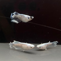 レーヴ　トリオ　めだかの画像