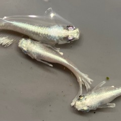 レーヴ　トリオ　めだかの画像