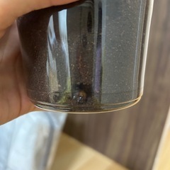 パラワンオオヒラタクワガタ　幼虫　3匹の画像