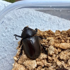 国産カブトムシ　1ペアの画像