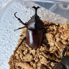 国産カブトムシ　1ペアの画像