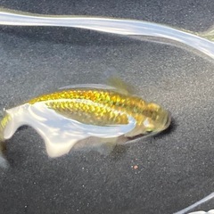 金塊メダカの販売の画像