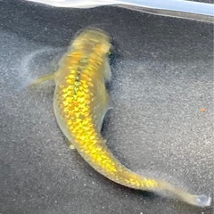 金塊メダカの販売の画像