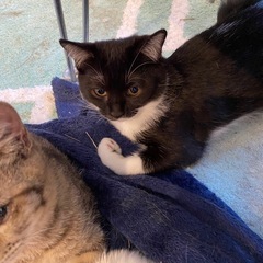 子猫から成猫