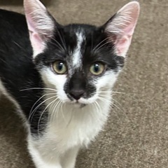 ワンコみたいに寄ってくる甘えん坊🐾