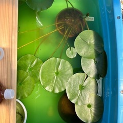 睡蓮　ホワイト1000ペタルスの画像
