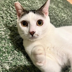 人も猫も大好きおだやかマフィンくん