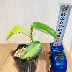 【観葉植物】フィロデンドロン・ブラジル（2.5号ポット付き）の画像