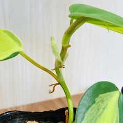 【観葉植物】フィロデンドロン・ブラジル（2.5号ポット付き）の画像