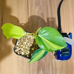 【観葉植物】フィロデンドロン・ブラジル（2.5号ポット付き）の画像