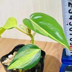【観葉植物】フィロデンドロン・ブラジル（2.5号ポット付き）の画像