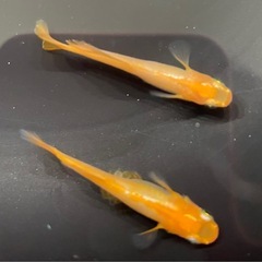 紅翔愛　ペア　めだかの画像
