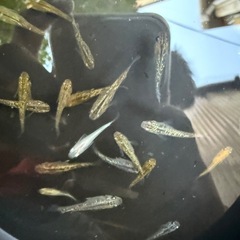 サンシャイン　みゆき　ラメ王　MIXの画像