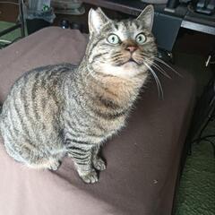 ２歳のキジトラ君