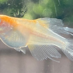 ハイビスカスメダカの卵販売の画像