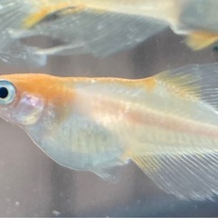 ハイビスカスメダカの卵販売の画像