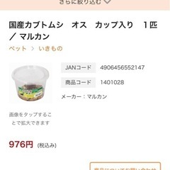 国産カブトムシ　1ペアの画像