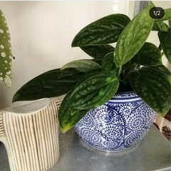 観葉植物　鉢カバーに使用の画像