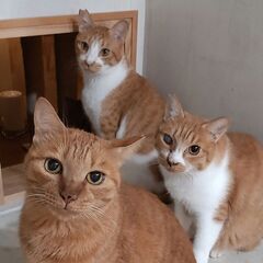 8月2日　保護猫シェルターのDIYボランティア会　参加者募…