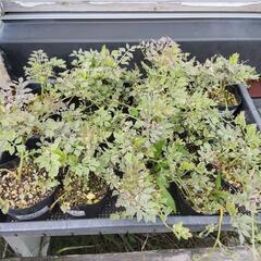 【草花苗】斑入りセリの画像