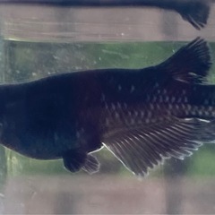 曜変天目メダカの卵販売の画像