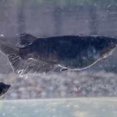 曜変天目メダカの卵販売の画像