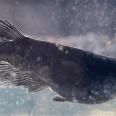 曜変天目メダカの卵販売の画像