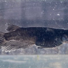 曜変天目メダカの卵販売の画像