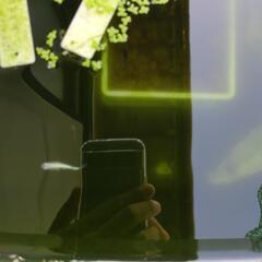 「決定」めだか　mix　20匹の画像