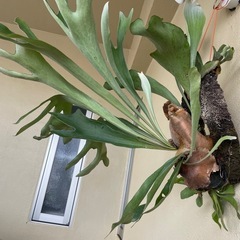 ビカクシダ　コウモリラン　観葉植物の画像