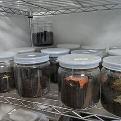【値下げ中】ノコギリクワガタペア②の画像