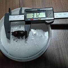 【値下げ中】ノコギリクワガタペア②の画像