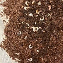 カブトムシの幼虫お譲りしますの画像