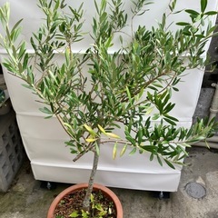 オリーブ🫒の木の画像