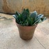 ランキングキーワードに紐づく投稿画像-観葉植物
