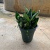 ランキングキーワードに紐づく投稿画像-観葉植物