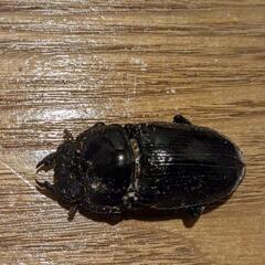オオクワガタ成虫2ペアの画像