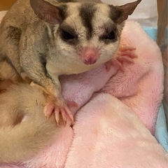 フクロモモンガちゃん