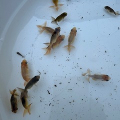 らんちゅう当歳魚の画像