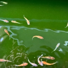 月華メダカ　1舟／1500円
の画像