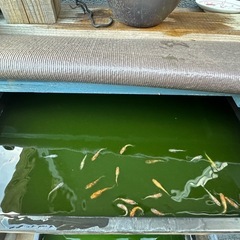 月華メダカ　1舟／1500円
の画像